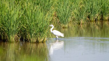 Akbalıkçılların yemyeşil pirinç tarlalarında aradığı güzel bir manzara doğanın ve tarımın uyumunu gösteriyor..