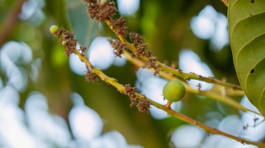 Canlı bir tropikal bahçede meyve dallarının büyüme safhalarını keşfedin..