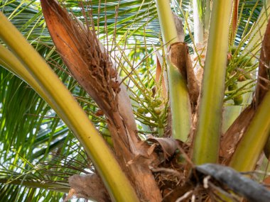 Canlı bir tropikal ortamda hindistan cevizi hasat etme sürecini keşfedin..