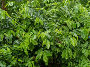 Yağmur ormanlarında yemyeşil yapraklar. Doğa manzarası. Yakın çekim.