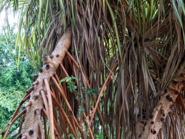 Doğal bir manzarada yemyeşil palmiye ağaçları, canlı yeşil bir çevreye yakın.