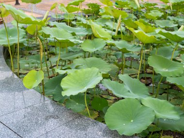 Nilüfer bitkileri, sakin bahçe göletinde yetişiyor. Doğa manzarası, canlı yeşillik, sakin ortam.
