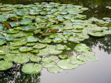 Zambak pedleri zarifçe süzülüyor. Suyun sakin manzarası. Huzurlu manzara.