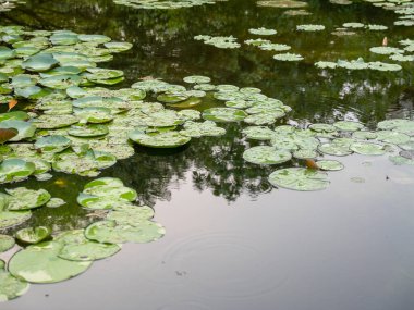 Sakin su nilüferleri dingin bir gölet sahnesinde yüzüyorlar.