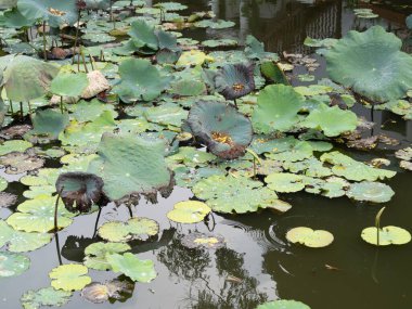 Nilüfer bitkilerinin güzelliğini keşfedin. Büyüyen sakin su. Doğanın sükunetini gösterin..