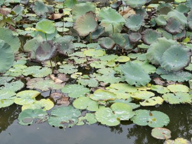 Nilüfer yapraklarının dingin güzelliğini keşfedin ve huzurlu bir doğal manzara yaratın..