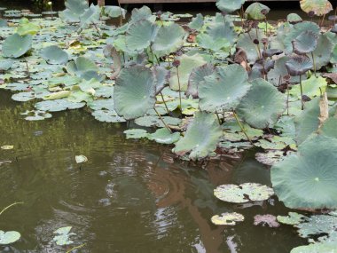 Nilüfer yapraklarıyla dolu huzurlu bir gölet doğanın güzelliğini yansıtıyor..