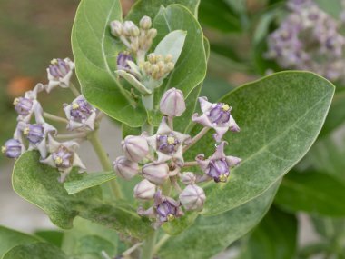 Çiçek açan mor çiçeklerin karmaşık güzelliğini keşfedin. Huzurlu bir bahçe..