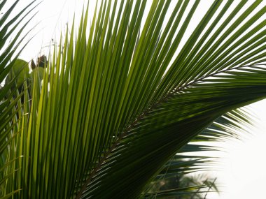 Titrek palmiye yapraklarının karmaşık detaylarını keşfedin. Doğanın güzelliğini gösteren tropikal bir ortam..