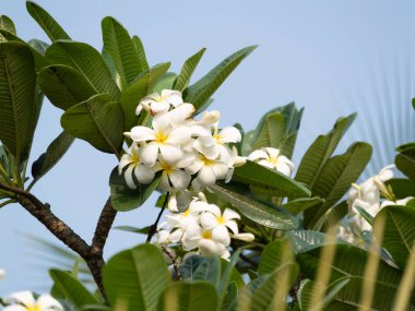 Plumeria çiçeklerinin canlı bir görüntüsü. Doğanın güzelliğini gösteren tropik bir bahçe..