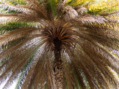 Bereketli bir palmiye ağacının sakin manzarası doğanın güzelliğini gözler önüne seren tropik bir manzara..