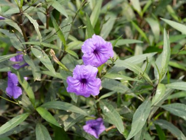 Açan mor çiçeklerin güzelliğini keşfedin. Canlı bir açık hava bahçesini ele geçirin..