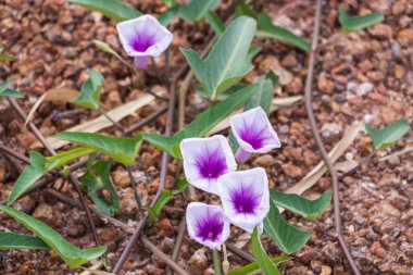 Doğal ortamlarında açan mor çiçeklerin güzelliğini keşfedin..