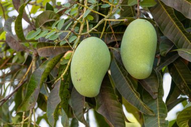 Bereketli bir tropik meyve bahçesinde yetişen yeşil mangoların canlı güzelliğini keşfedin..