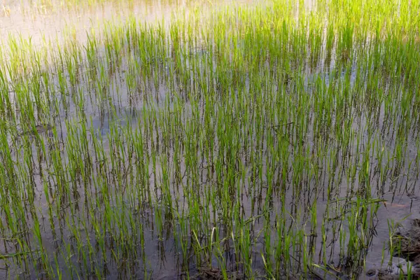 Pirinç tarlasının güzelliğini keşfedin. Doğanın tarım sürecini gösteren verimli bir kırsal alan..