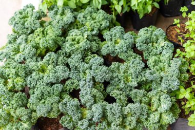 Sürdürülebilir uygulamalar için etkin lahana yetiştirme yöntemleri şehir bahçeleri keşfedin.