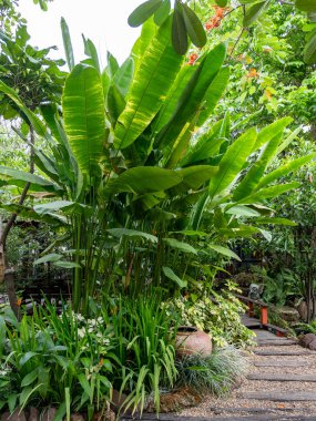 Bereketli tropikal bitkilerle dolu, dinginlik ve güzellik sunan canlı bir bahçe keşfedin..