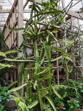Eşsiz eğreltiotlarının ve kaktüslerin canlı yaşamını keşfedin. Sıcak bir sera ortamı oluşturun..