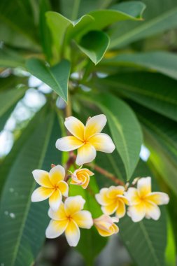 Parlak sarı Plumeria çiçeklerinin güzelliğini keşfedin. Tropikal bir bahçe..