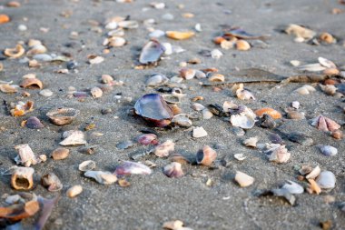 Huzurlu bir sahil boyunca dağılmış çeşitli deniz kabuklarının güzelliğini keşfedin..