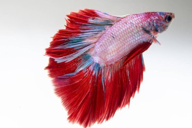 Canlı bir betta balığı, temiz bir akvaryumda yüzerken güzel yüzgeçlerini sergiler..