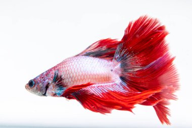 Büyüleyici bir betta balığı canlı renkler ve eşsiz yüzgeçler sergiliyor. Huzurlu bir su ortamında..