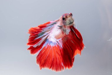 Büyüleyici bir betta balığı zarif bir şekilde canlı renkler ve zarif yüzgeçler ile suda yüzer..
