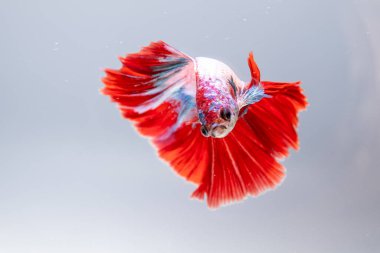 Büyüleyici bir betta balığı canlı renklerini sergilerken zarif bir şekilde suda yüzer..