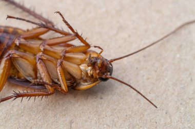 Detaylı bir makro çekim bir hamamböceğinin özelliklerini ortaya çıkarır..