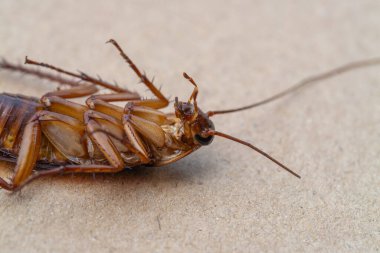 Explore the close-up details of a cockroach highlighting its invasive nature and importance pest control. clipart