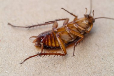 Bir hamamböceği istilasının detaylarını araştırın. Makrodan geçen bir şehir ayarı. .