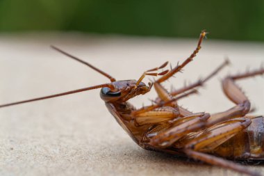 Bir hamamböceğinin detaylı makro görüntüsü özelliklerini gözler önüne seriyor..