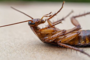 Bir hamamböceğinin özelliklerini gösteren makro bir fotoğraf yakaladığı karmaşık detayları araştırın..
