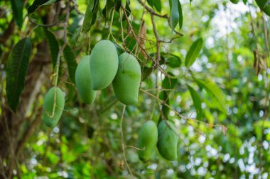Ağaçlardan sarkan yeşil mangoların güzelliğini keşfedin..