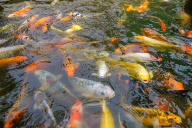 Güzel bir renkli koi balığı manzarası huzurlu bir gölette zarifçe yüzüyor..
