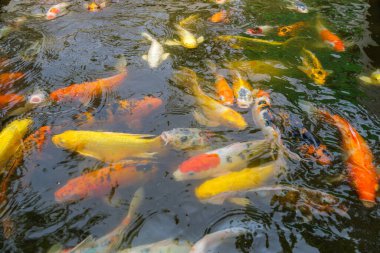 Huzurlu bir gölette canlı bir koi balığı gösterisi. Güzelliklerini doğal bir ortamda sergiliyorlar..
