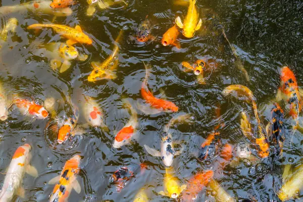 Canlı bir sahne koi balığının zarif bir gölette yüzüşünü gösteriyor. Doğanın hareketli güzelliğini yakalıyor..