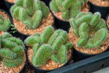 Kaktüslerin çeşitliliğinin güzelliğini keşfedin. Ev dekorasyonu için mükemmel saksılar..