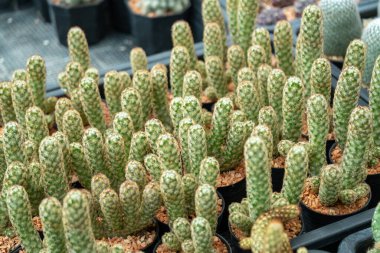 Eşsiz kaktüslerin geniş bir koleksiyonunu keşfedin. Doğanın güzelliğini gözler önüne seren bir sera..
