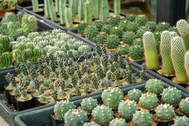 Canlı bir kaktüs koleksiyonunu keşfedin. Çeşitli türleri gösteren bir yuva ortamı..