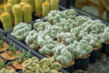 Çeşitli kaktüs çeşitleriyle dolu yemyeşil bir sera keşfedin. Benzersiz dokularını sergileyin..