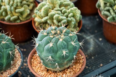 Büyüleyici bir kaktüs koleksiyonu keşfedin. Büyüyen bitkiler. Doğanın güzelliğini gösteren saksılar..