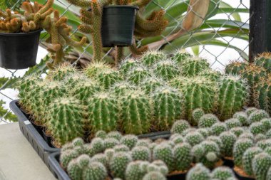 Kaktüslerin çeşitli koleksiyonlarını keşfedin. Canlı bir sera ortamı oluşturun..