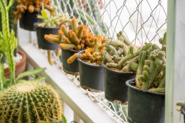Kaktüslerle ilgilenmek için gerekli ipuçlarını keşfedin. Ev seranızda canlı görüntüler ve uzman tavsiyeleri vardır..
