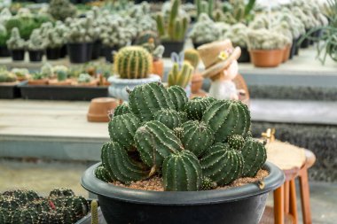 Botanik merkezindeki canlı kaktüs dünyasını keşfedin. Eşsiz çeşitleri ve bahçıvanlık ipuçlarını sergileyin..