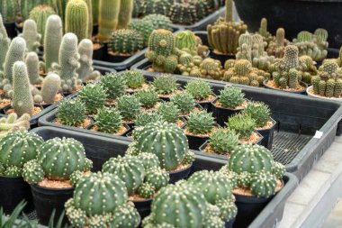 Çeşitli kaktüslerden çarpıcı bir koleksiyon keşfetmek botanik bahçesi kurmak..