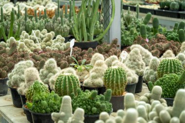 Doğal ortamda gelişen çeşitli kaktüslerle dolu yemyeşil bir sera keşfedin..