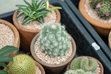 Doğanın eşsiz güzelliğini sergileyen çeşitli kaktüsleri, kapalı bir bitki dükkanını keşfedin..