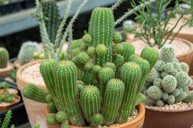 Büyüleyici bir kaktüs koleksiyonunu keşfedin. Doğanın eşsiz güzelliğini gözler önüne seren botanik bahçesi..