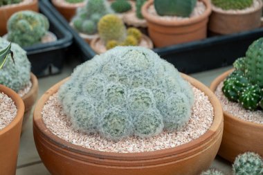 Büyüleyici kaktüs çeşitlerini keşfedin gelişen tencereler doğanın sanatını gösteren bir botanik bahçesi.